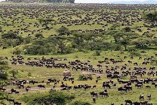 YHA Kenya Travel, Kenya wildebeest migration safari in Masai Mara.